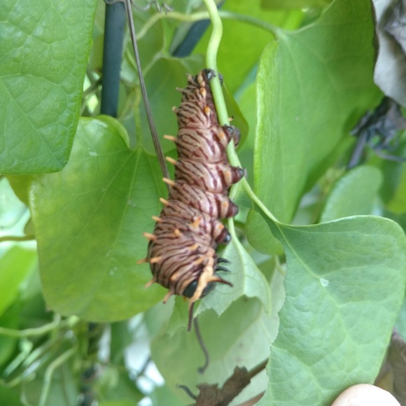 Dutchman's Pipevine Seeds - Butterfly Host Plant - Picture 7 of 8